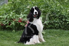 Spaniel - English Springer
