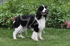 Spaniel - English Springer