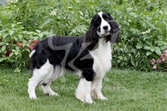 Spaniel - English Springer