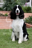 Spaniel - English Springer