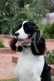 Spaniel - English Springer