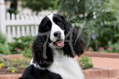 Spaniel - English Springer