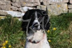 Spaniel - English Springer