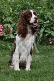 Spaniel - English Springer