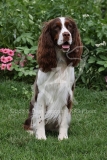 Spaniel - English Springer