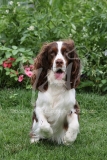 Spaniel - English Springer