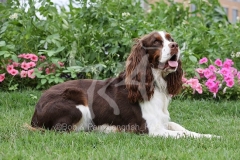 Spaniel - English Springer