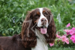 Spaniel - English Springer