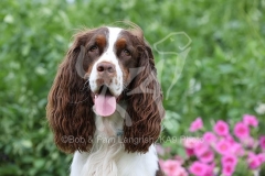 Spaniel - English Springer