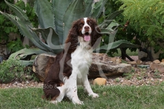Spaniel - English Springer