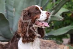 Spaniel - English Springer