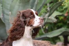 Spaniel - English Springer
