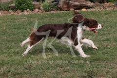 Spaniel - English Springer