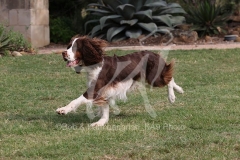 Spaniel - English Springer