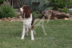 Spaniel - English Springer