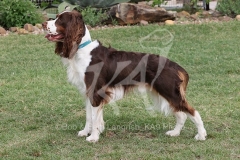 Spaniel - English Springer
