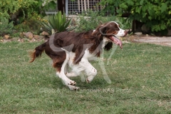 Spaniel - English Springer