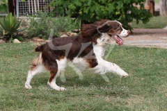 Spaniel - English Springer