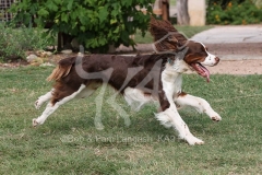 Spaniel - English Springer