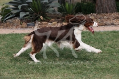 Spaniel - English Springer