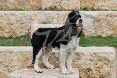 Spaniel - English Springer