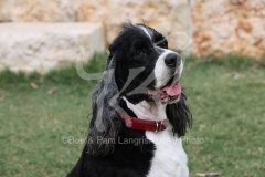 Spaniel - English Springer