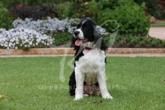Spaniel - English Springer