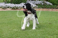 Spaniel - English Springer