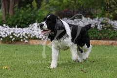 Spaniel - English Springer