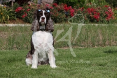 Spaniel - English Springer