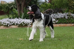 Spaniel - English Springer