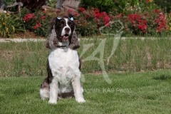 Spaniel - English Springer