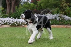 Spaniel - English Springer