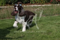 Spaniel - English Springer