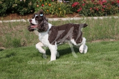 Spaniel - English Springer
