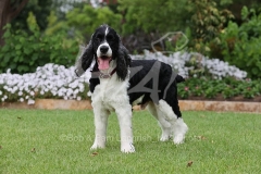 Spaniel - English Springer