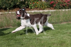Spaniel - English Springer