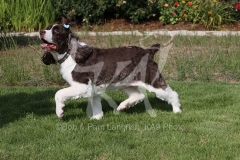 Spaniel - English Springer