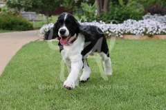 Spaniel - English Springer