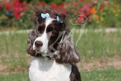 Spaniel - English Springer