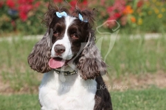 Spaniel - English Springer