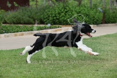 Spaniel - English Springer