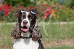 Spaniel - English Springer