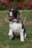 Spaniel - English Springer