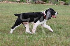 Spaniel - English Springer