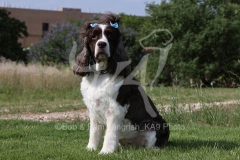 Spaniel - English Springer