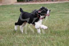 Spaniel - English Springer