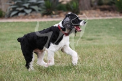 Spaniel - English Springer