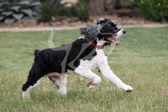 Spaniel - English Springer