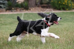 Spaniel - English Springer
